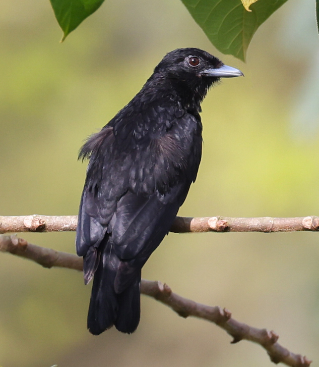 Purple-throated Fruitcrow