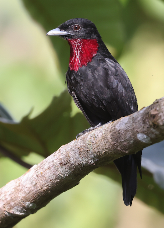 Purple-throated Fruitcrow