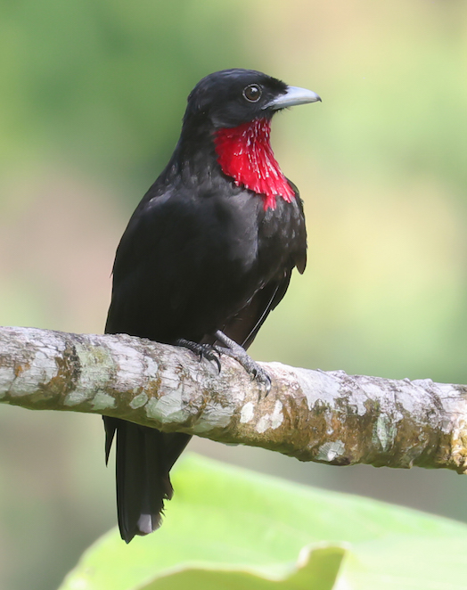 Purple-throated Fruitcrow