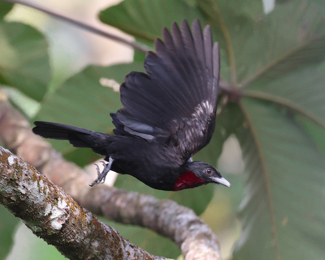 Purple-throated Fruitcrow