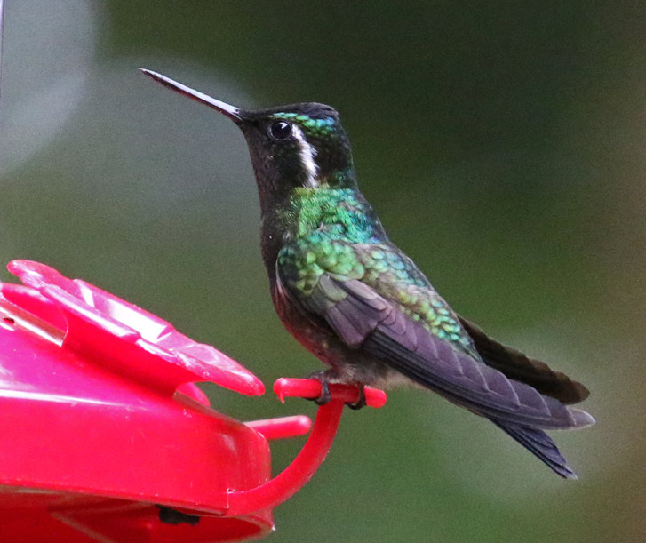 Purple-throated Mountain-gem