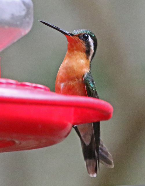 Purple-throated Mountain-gem