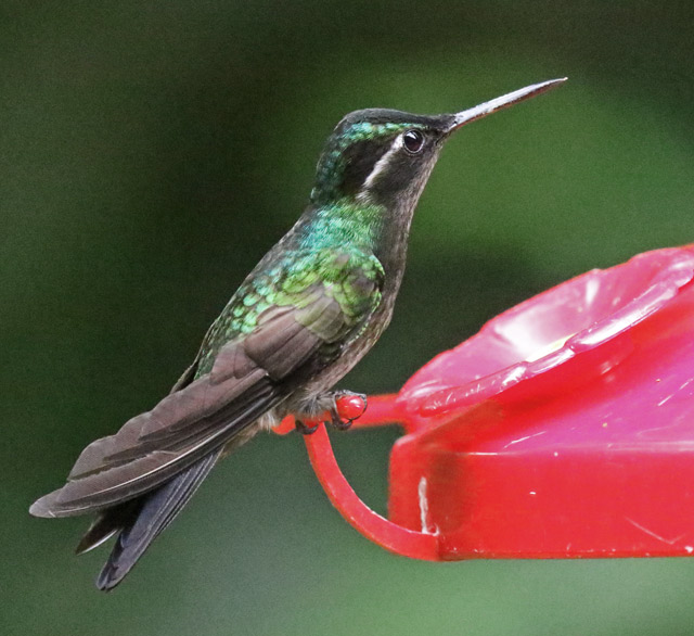 Purple-throated Mountain-gem