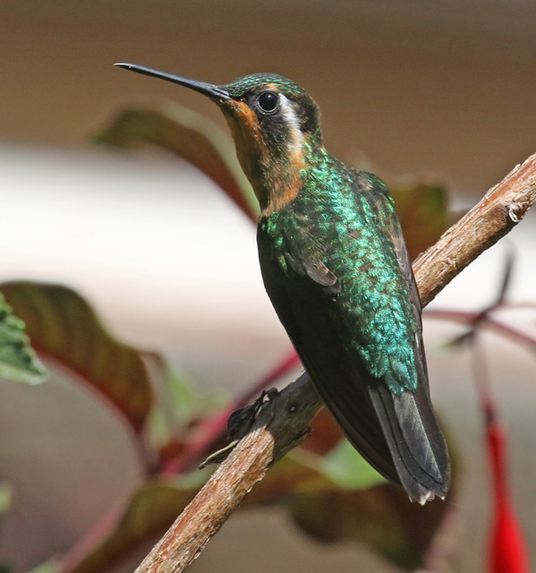 Purple-throated Mountain-gem