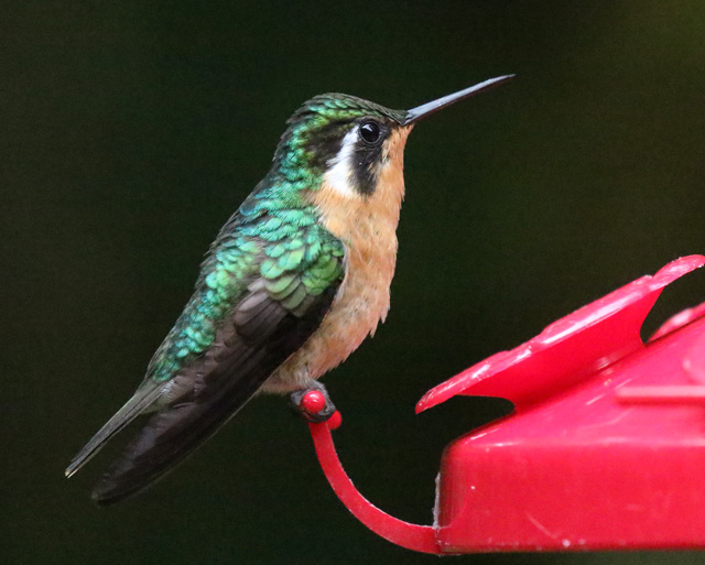 Purple-throated Mountain-gem