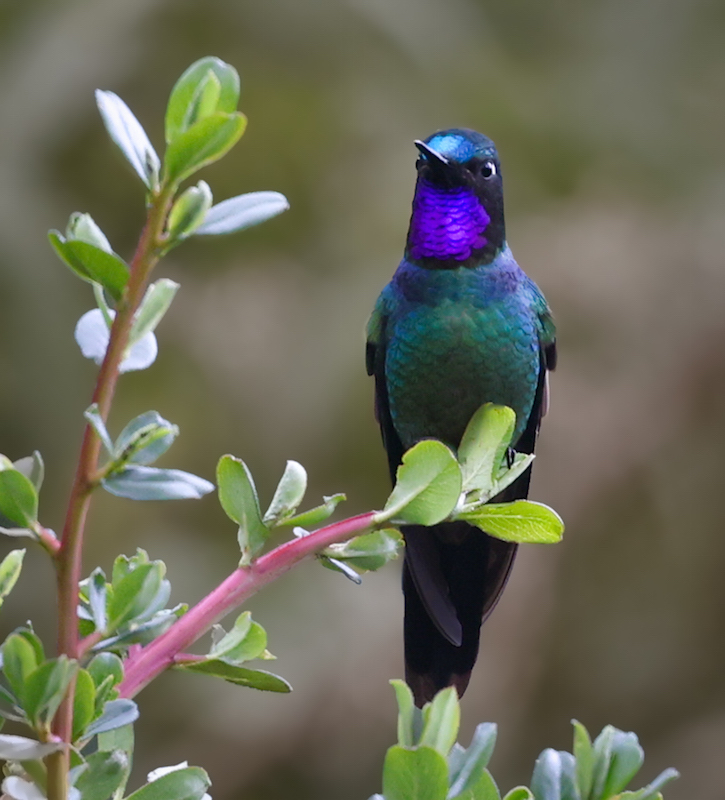 Purple-throated Sunangel
