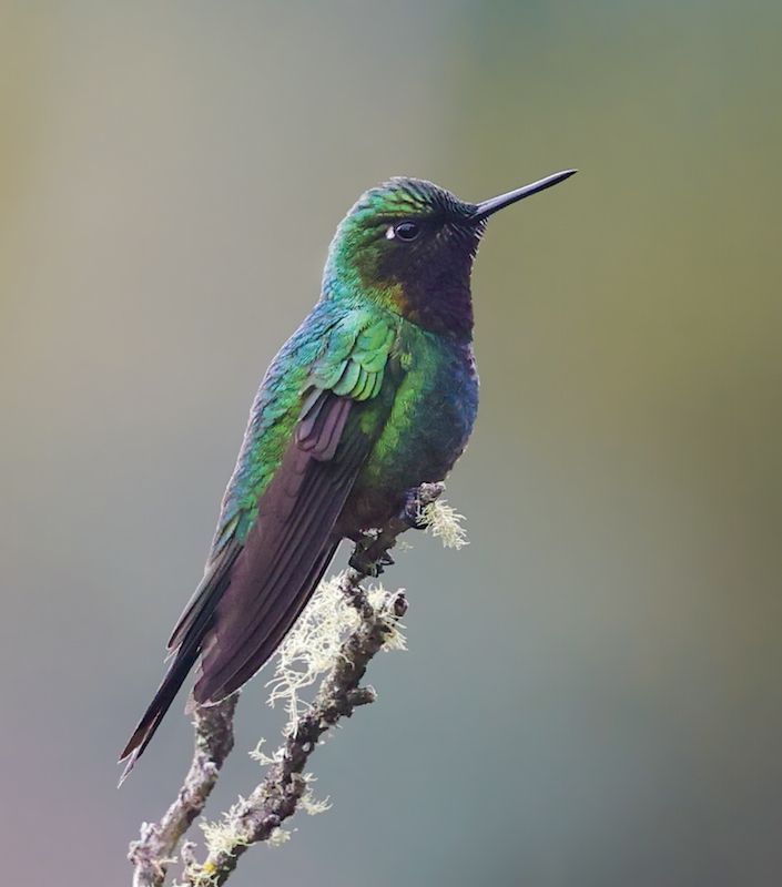 Purple-throated Sunangel