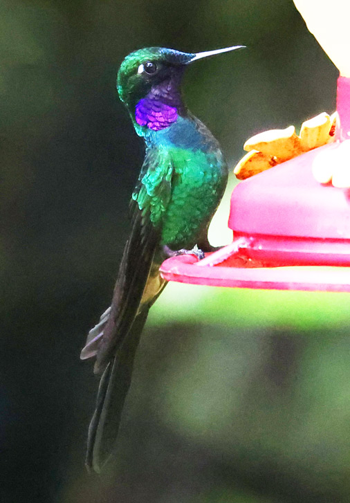 Purple-throated Sunangel