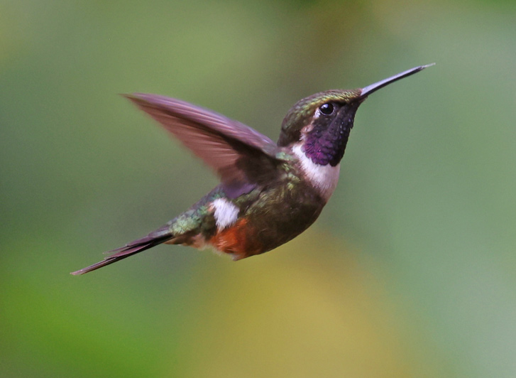 Purple-throated Woodstar