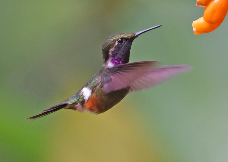 Purple-throated Woodstar