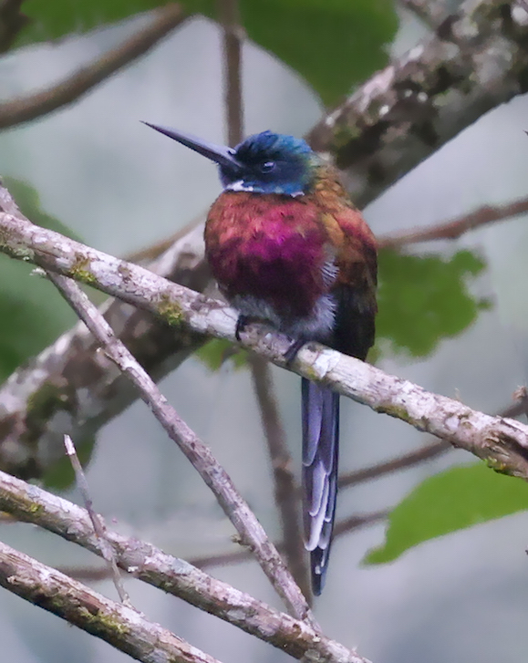Purplish Jacamar