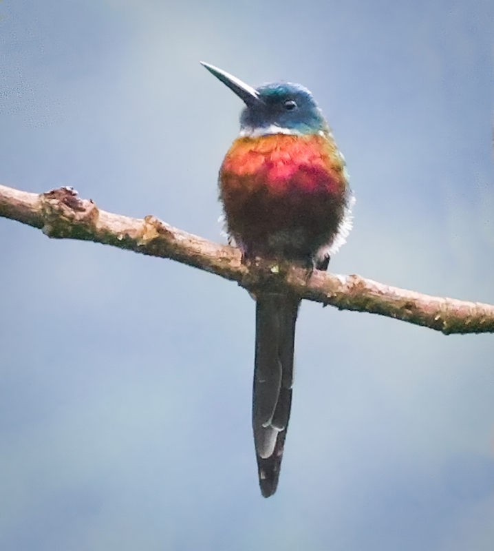 Purplish Jacamar