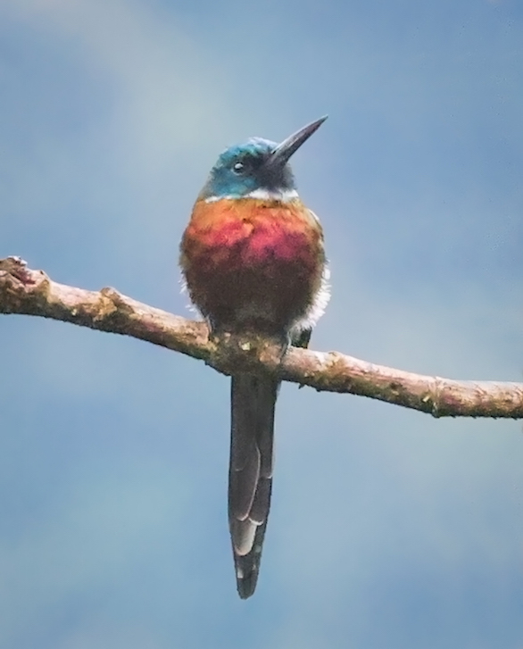 Purplish Jacamar