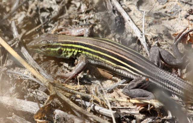 Six-lined Racerunner