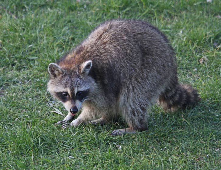 Raccoon photo 1
