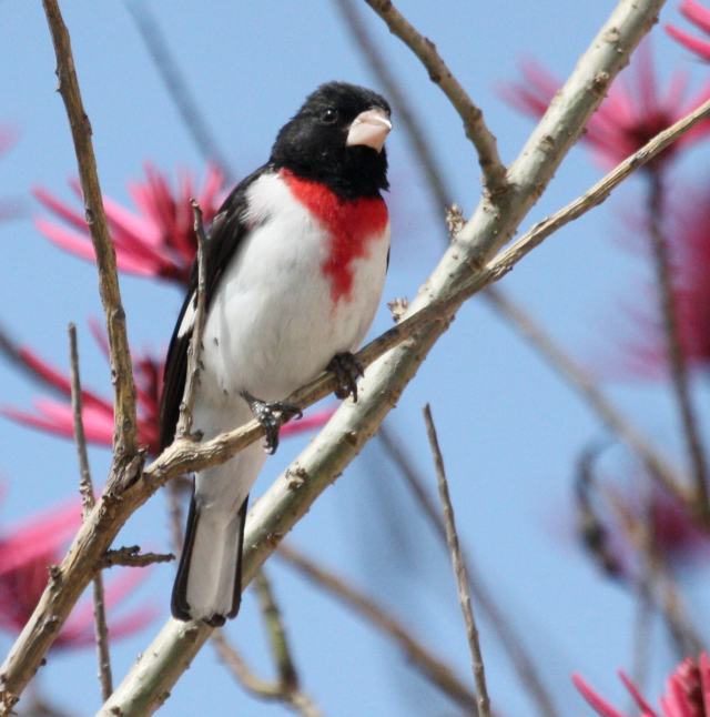 Rose-breasted Grosbeak