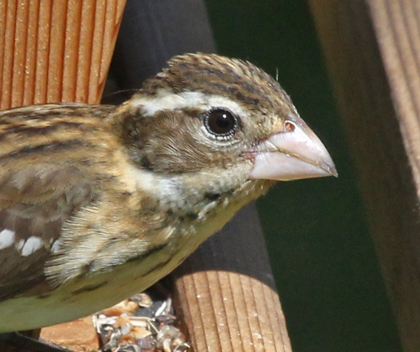 Rose-breasted Grosbeak