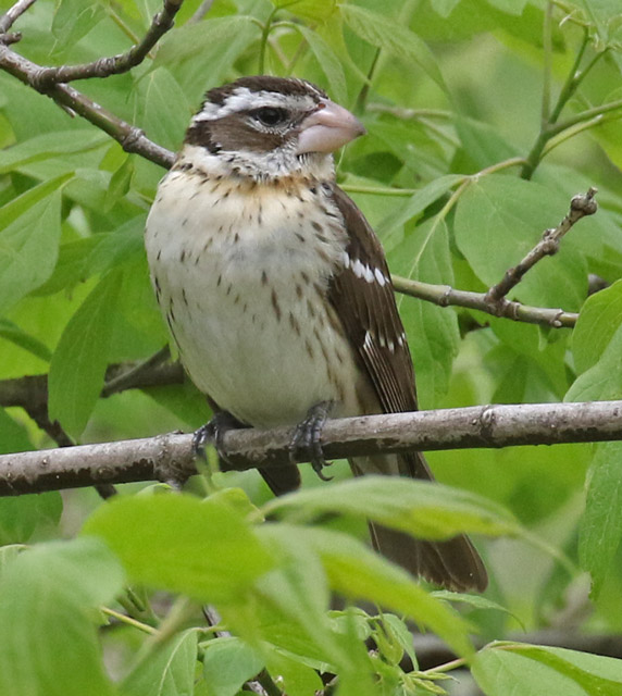 Rose-breasted Grosbeak