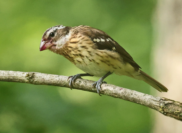 Rose-breasted Grosbeak