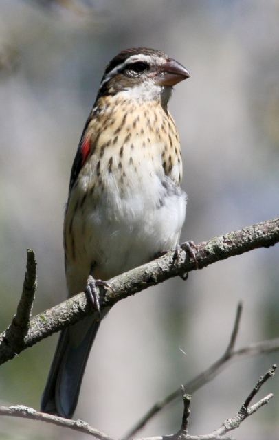 Rose-breasted Grosbeak (first Fall male) photo #2