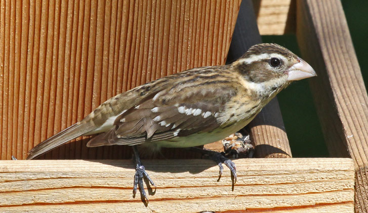 Rose-breasted Grosbeak