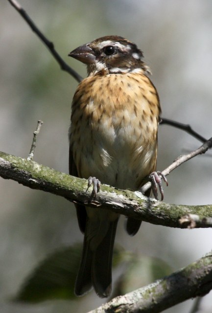 Rose-breasted Grosbeak (first Fall male) photo #1