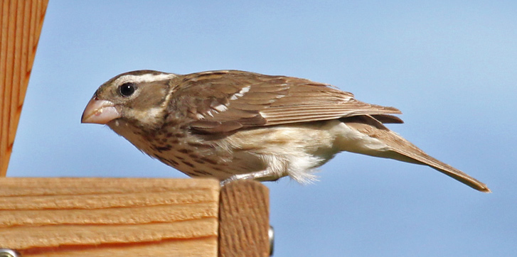 Rose-breasted Grosbeak