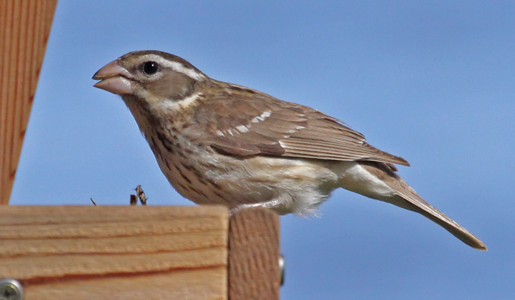 Rose-breasted Grosbeak