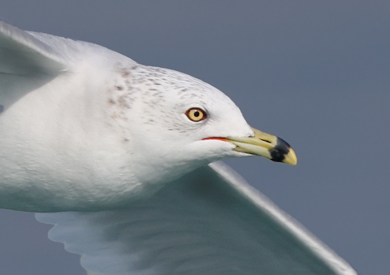 Ring-billed Gull (adult)