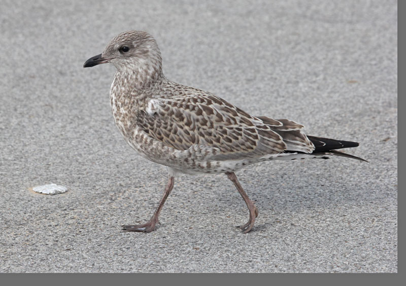 Ring-billed Gull (juvenile)