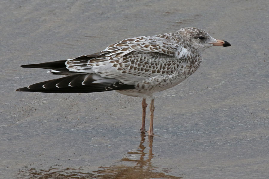 Ring-billed Gull