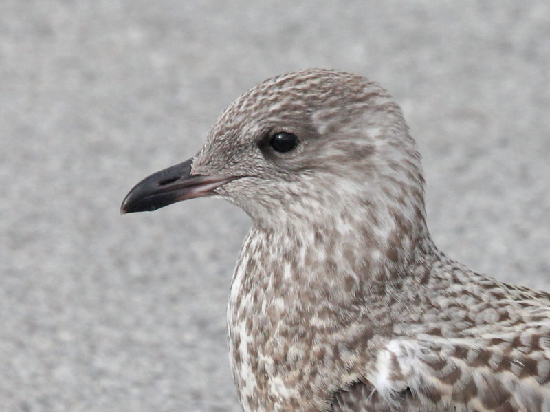 Ring-billed Gull (juvenile)