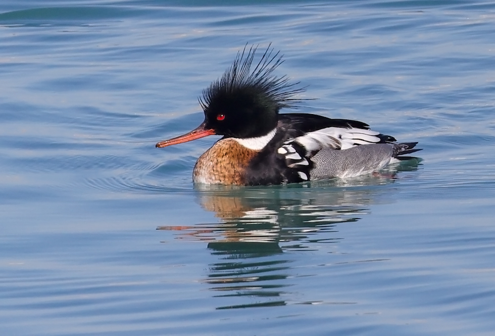 Red-breasted Merganser