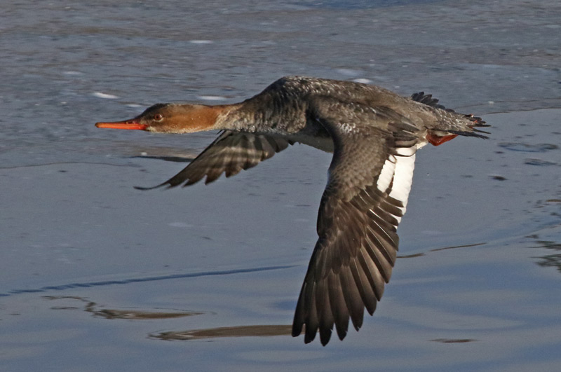 Red-breasted Merganser