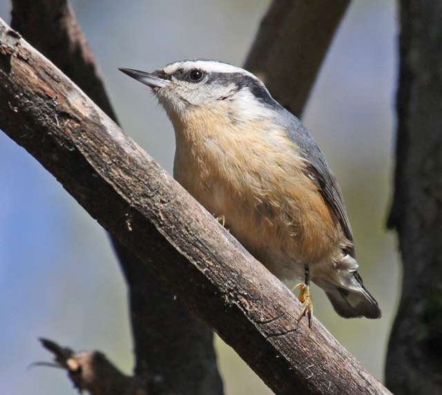 Red-breasted Nuthatch photo #3