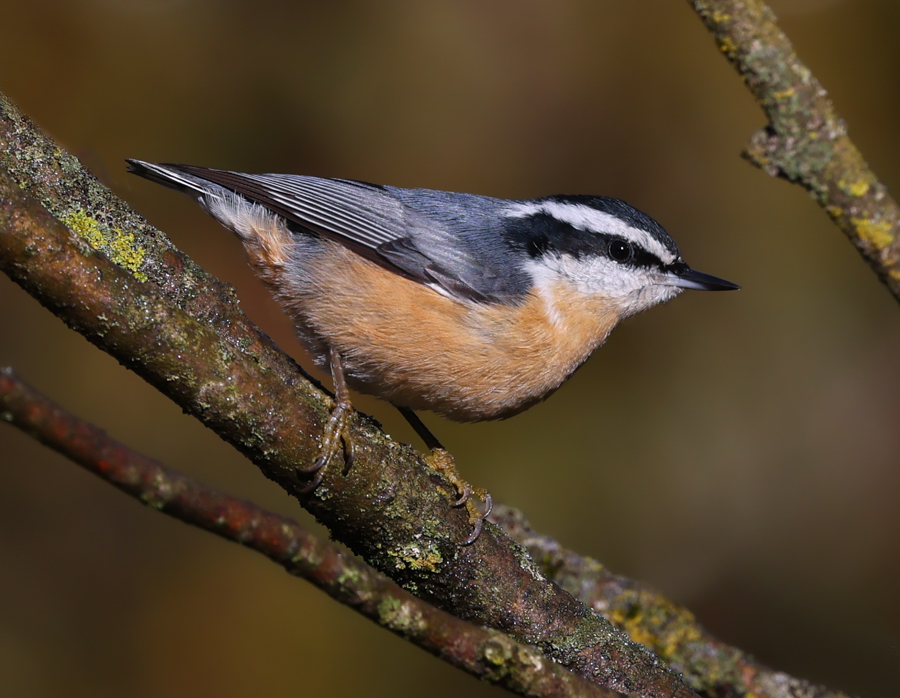 Red-breasted Nuthatch
