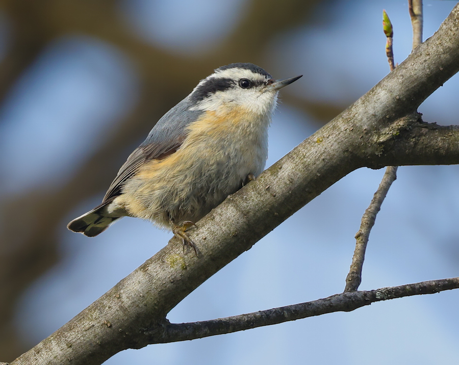 Red-breasted Nuthatch