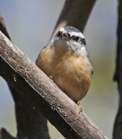 Red-breasted Nuthatch photo #4