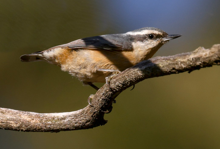 Red-breasted Nuthatch photo #2
