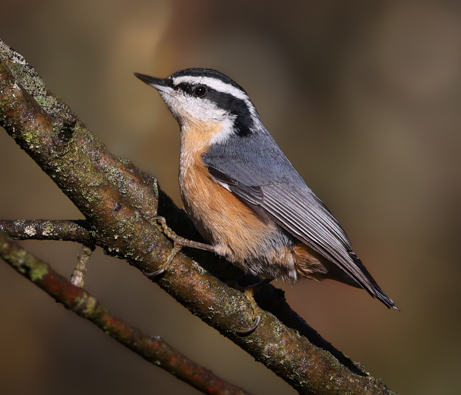 Red-breasted Nuthatch