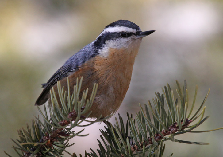 Red-breasted Nuthatch photo #2