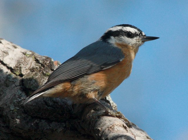 Red-breasted Nuthatch photo #4