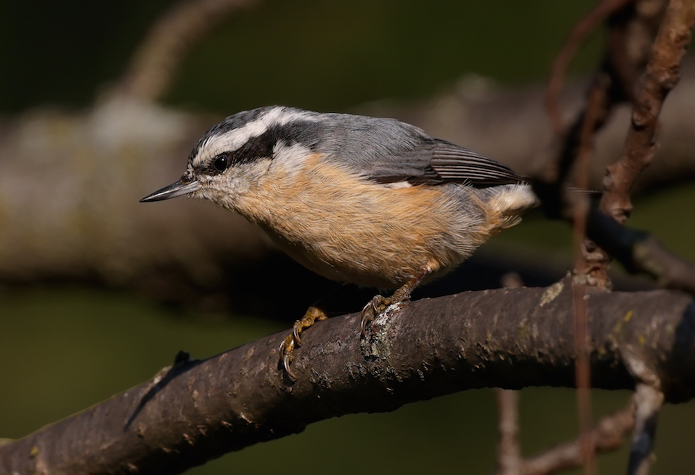 Red-breasted Nuthatch photo #1