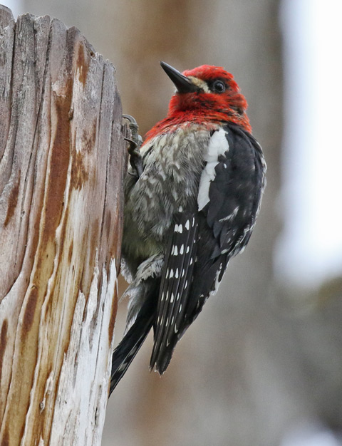 Red-breasted Sapsucker