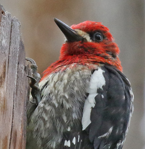 Red-breasted Sapsucker