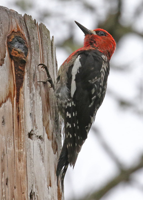 Red-breasted Sapsucker