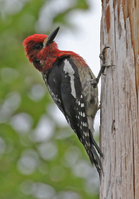 Red-breasted Sapsucker