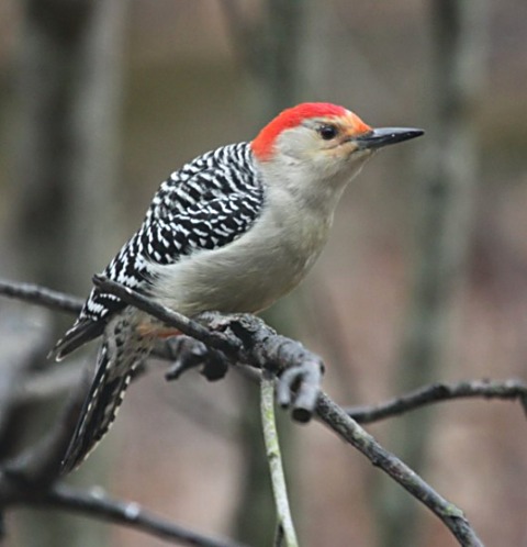 Red-bellied Woodpecker photo #1