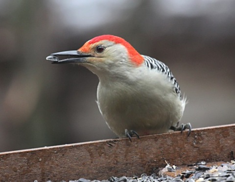 Red-bellied Woodpecker photo #3