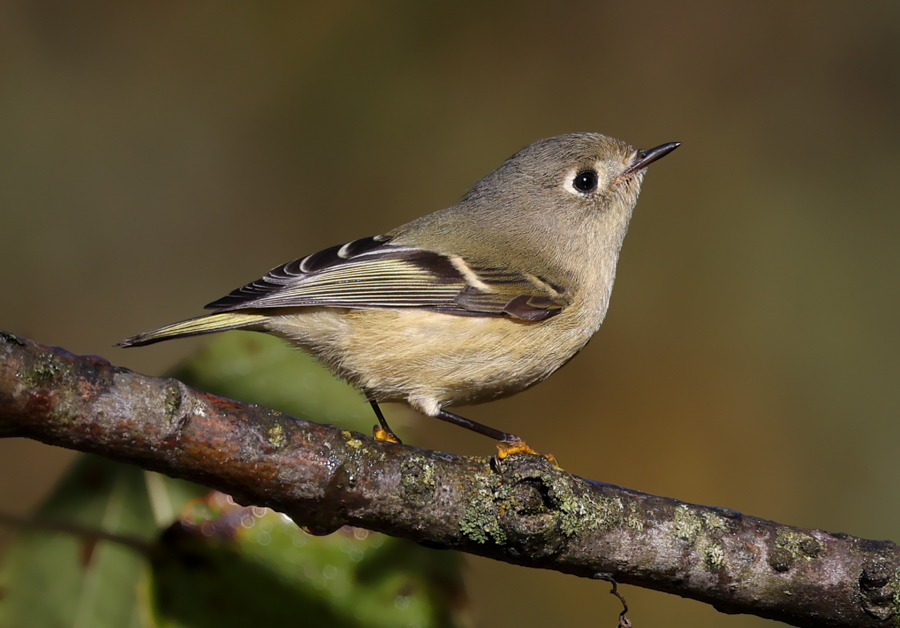 Ruby-crowned Kinglet